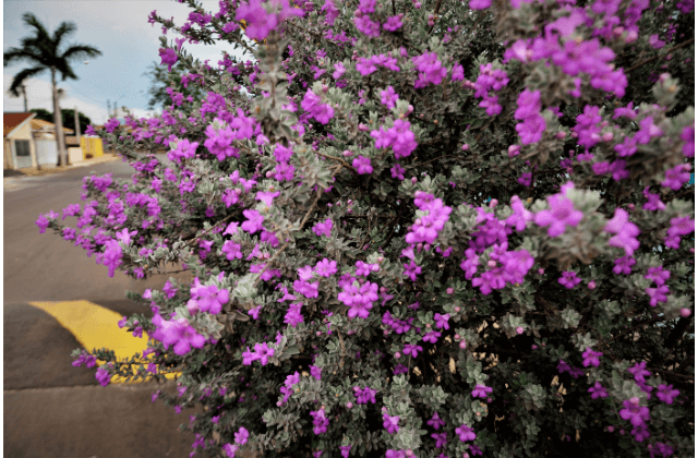 Chuva de prata florida na calçada